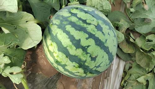 选瓜怎么吃,不同瓜类美味吃法全攻略