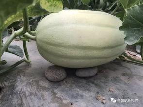 老祖吃瓜,揭秘娱乐圈那些不为人知的幕后故事 第3张 老祖吃瓜,揭秘娱乐圈那些不为人知的幕后故事 第3张