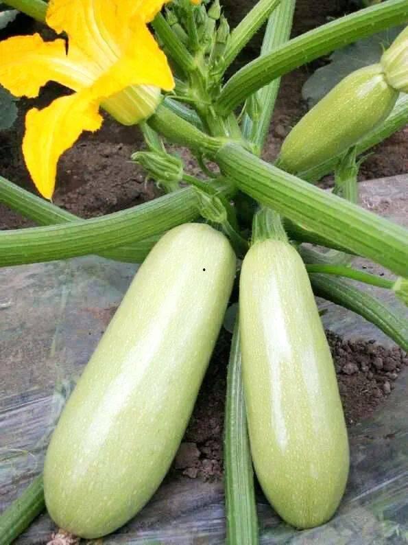 吃瓜西葫芦,揭秘瓜农的甜蜜生活与丰收喜悦 第3张 吃瓜西葫芦,揭秘瓜农的甜蜜生活与丰收喜悦 第3张