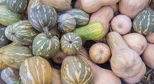 四川吃瓜女,麻辣鲜香中的生活百态 第3张 四川吃瓜女,麻辣鲜香中的生活百态 第3张