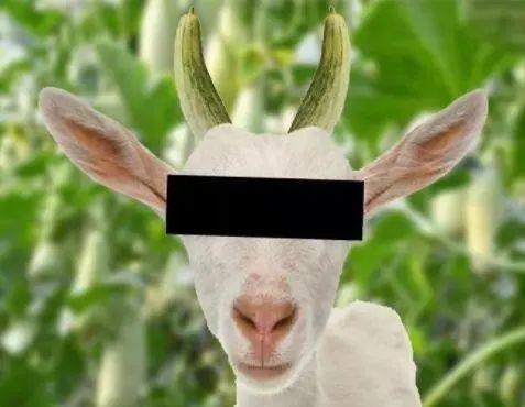 羊吃瓜头像,趣味横生的田园生活剪影