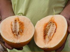 温差吃瓜,吃瓜解暑新风尚