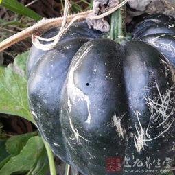 移植可以吃方瓜,探索异域美食的融合与创新