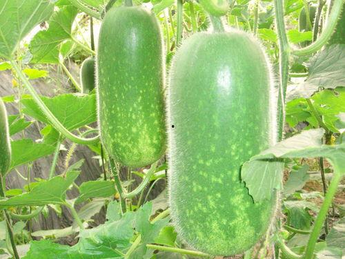 宝宝吃玫珑瓜的作用,润肺止咳，助力健康成长