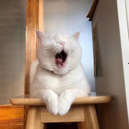 吃瓜头像小猫图文,小猫化身“吃瓜群众”的趣味瞬间 第2张 吃瓜头像小猫图文,小猫化身“吃瓜群众”的趣味瞬间 第2张