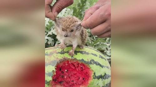 树下吃瓜的刺猬,一场意外的夏日奇遇