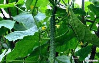 吃付瓜易得癌,警惕日常饮食中的健康隐患