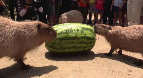 吃瓜速度有多快视频,瓜速惊人！一镜到底见证吃瓜速度极限