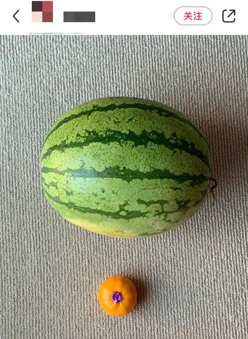 全世界吃瓜视频,揭秘各国热门视频背后的文化现象