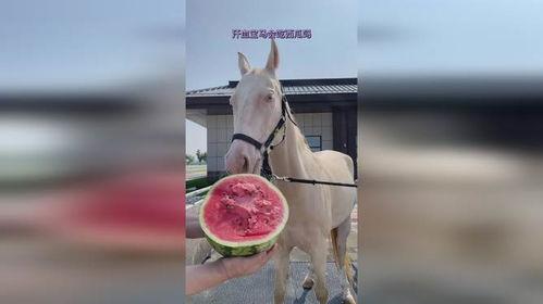 吃瓜的某马,一场网络热点的狂欢与反思